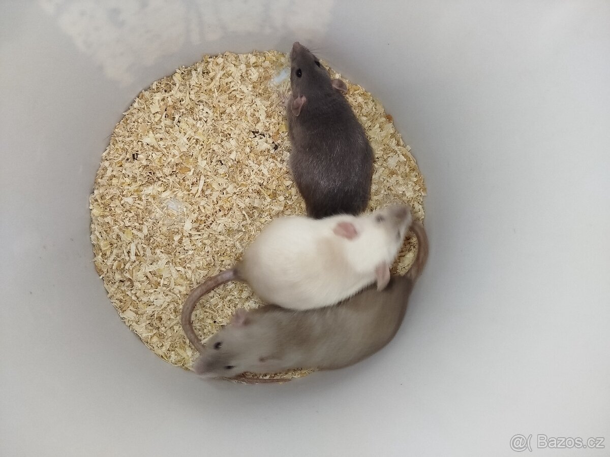 Potkan dumbo - 2