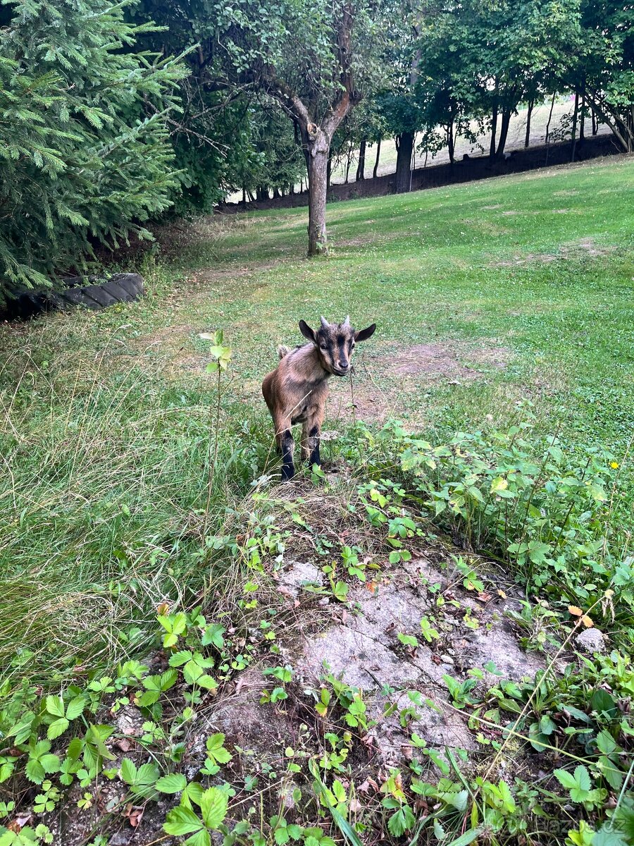 Holandská zakrslá kůzlata - 2