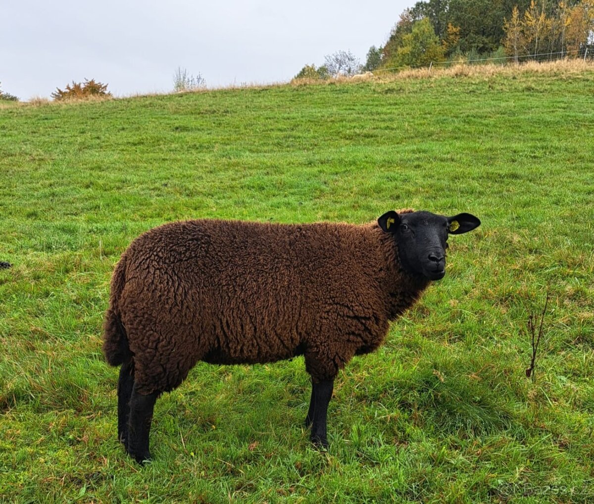 Jehničky - Texel + Zwartbles - 2