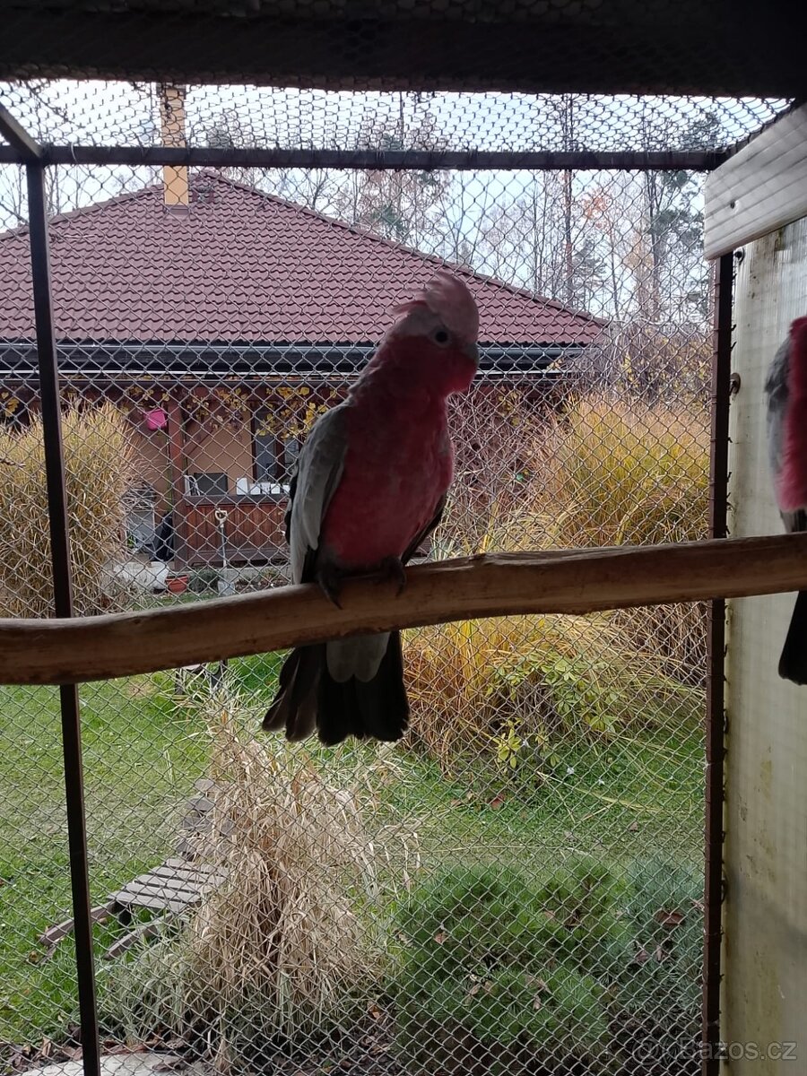 KAKADU RŮŽOVÝ - 2