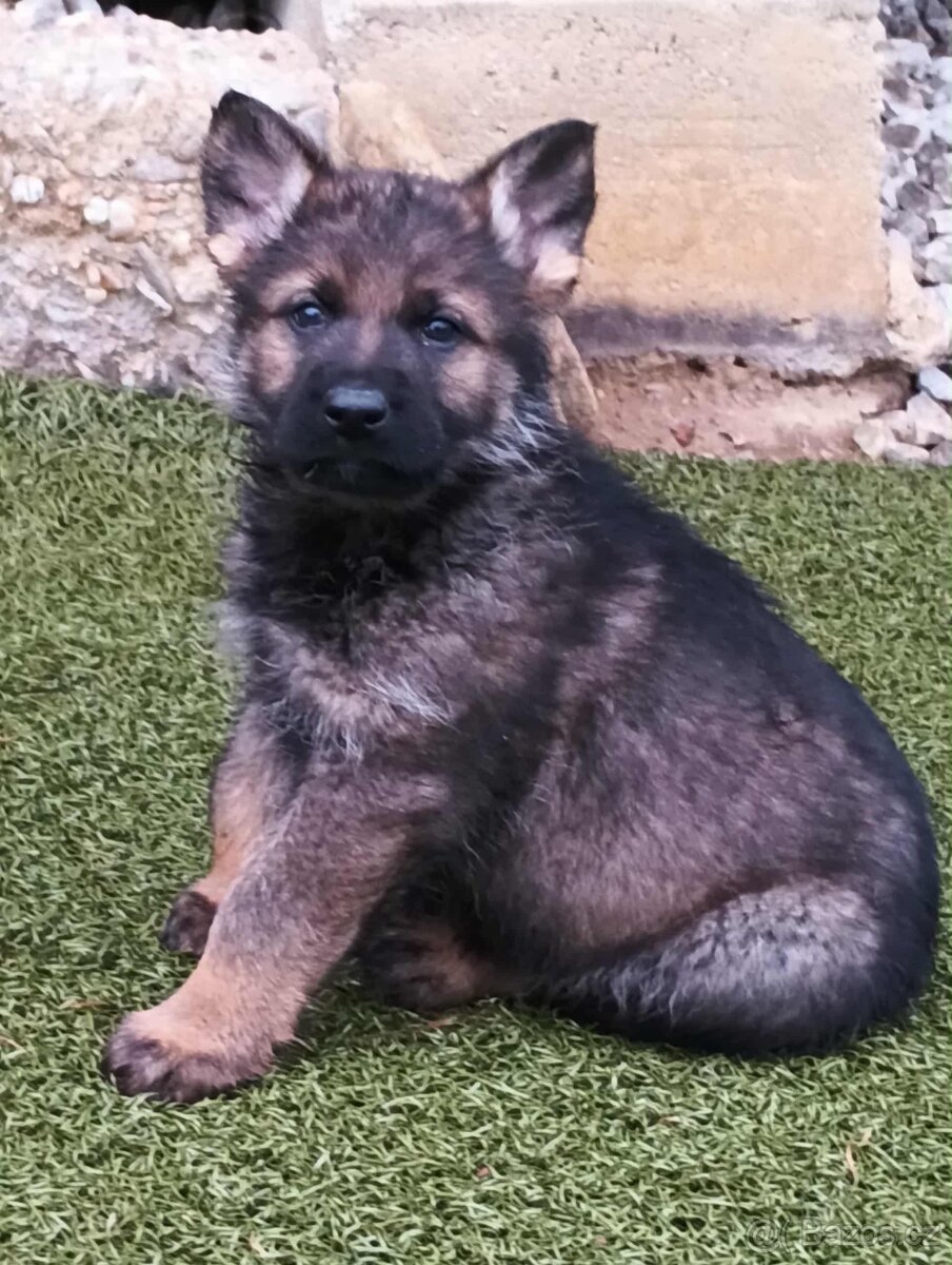 Vlkošedé štěně německého ovčáka - 2