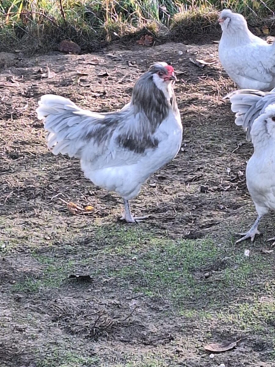 Prodám kohouty araukana lavendr - 2