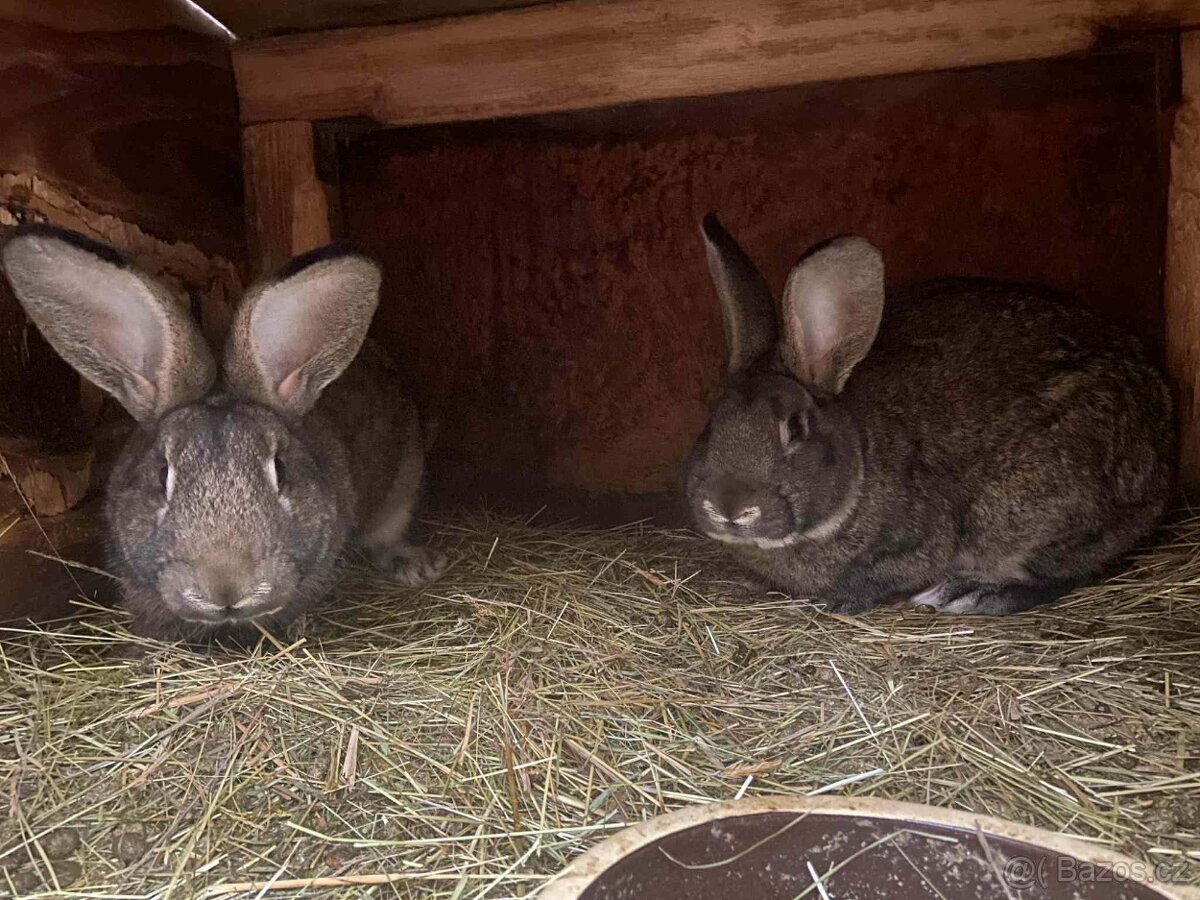 Králíci - 2