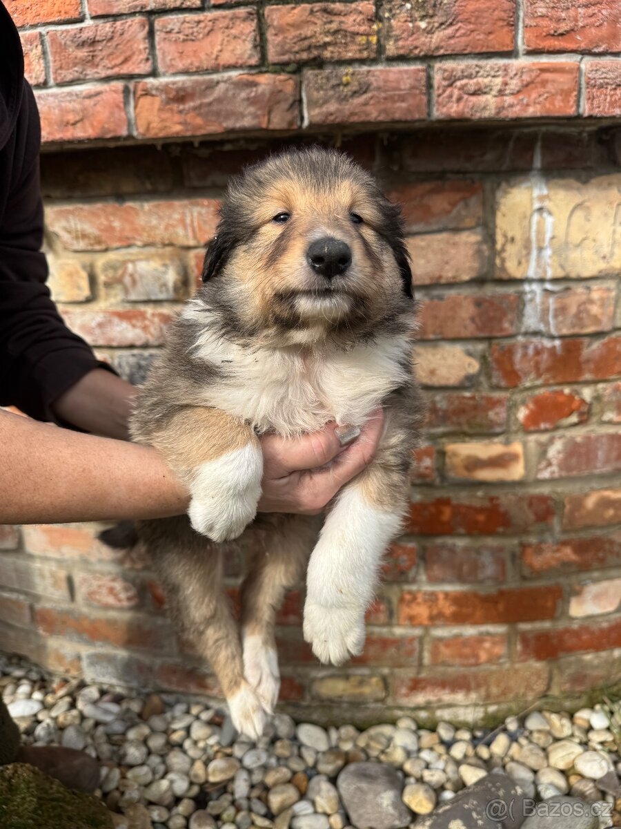 Kolie dlouhosrstá - 2