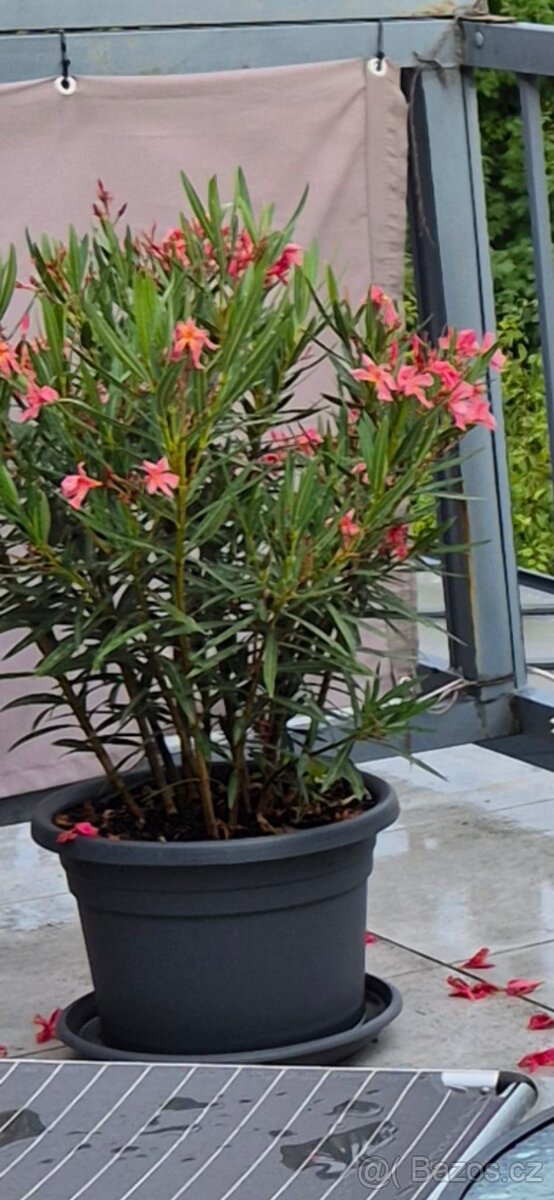 2× VZROSTLÝ OLEANDR cca 105 cm - 2