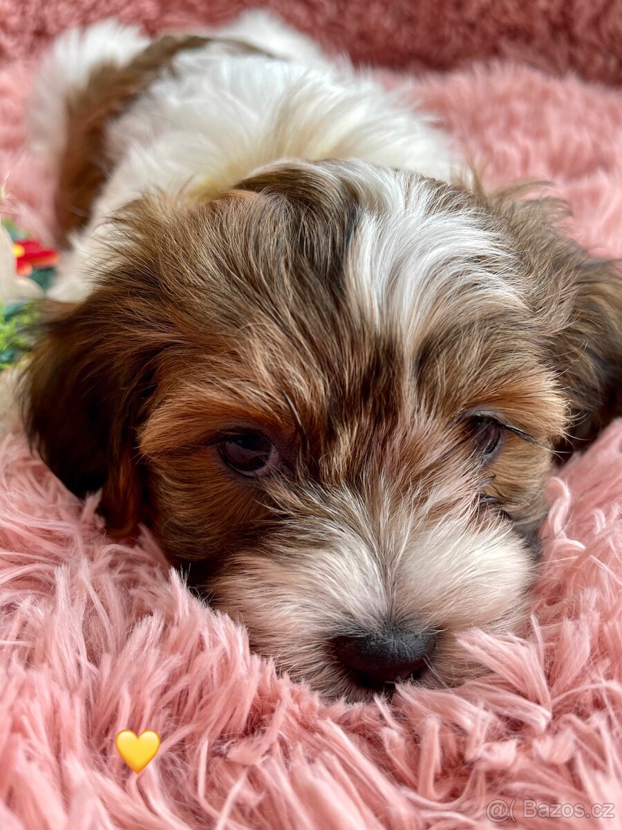 Havanský psík- bišonek bez pp - 2