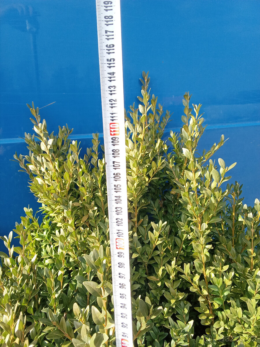Buxus - 2