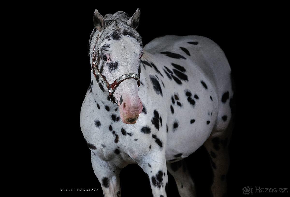 Appaloosa hřebec – připouštění - 2