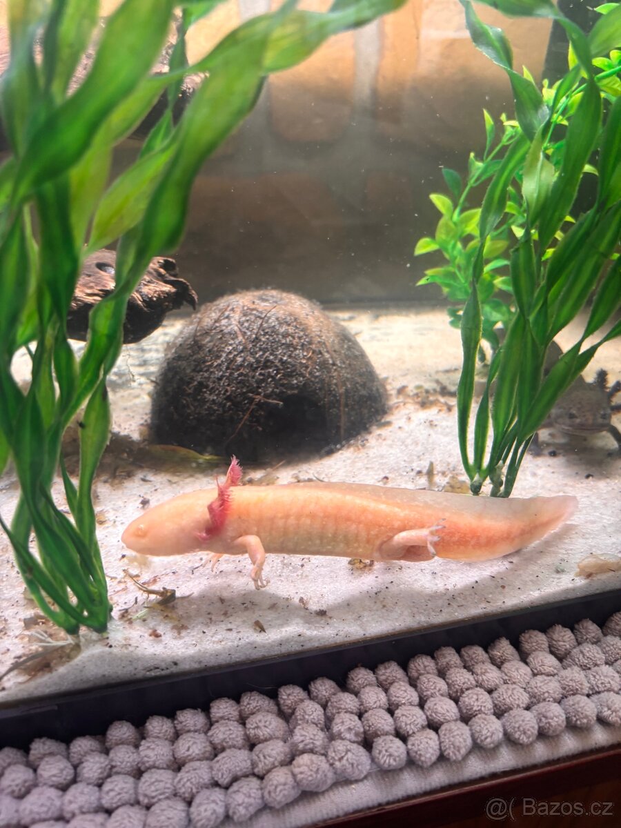 Axolotli + akvarium SPĚCHÁ - 2