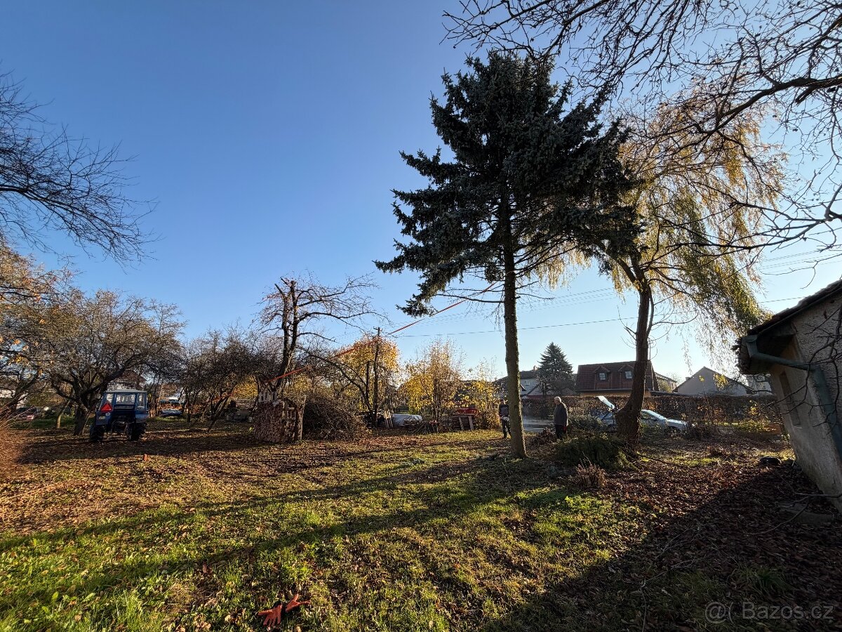 Stříbrný smrk - chvojí, klest - 2