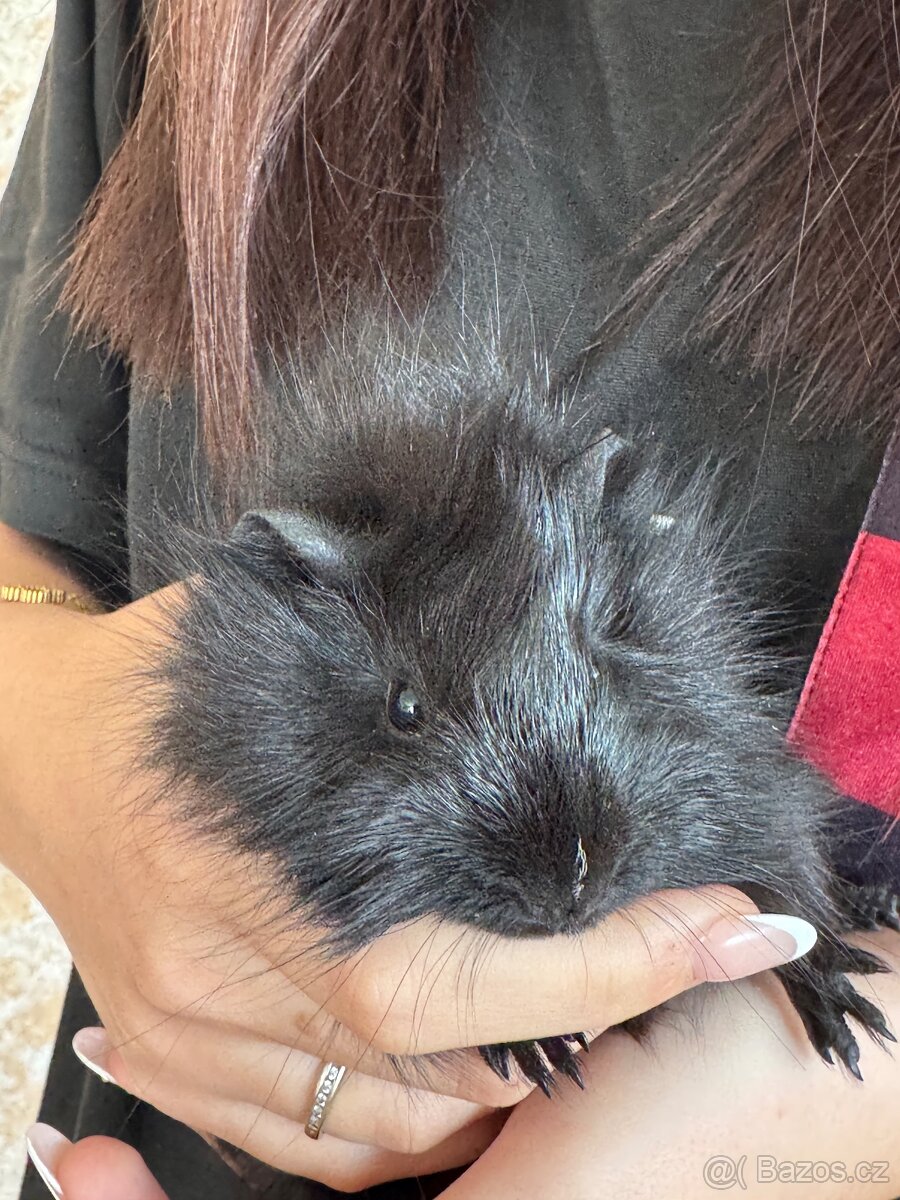 Darujeme mláďata morčat - 2