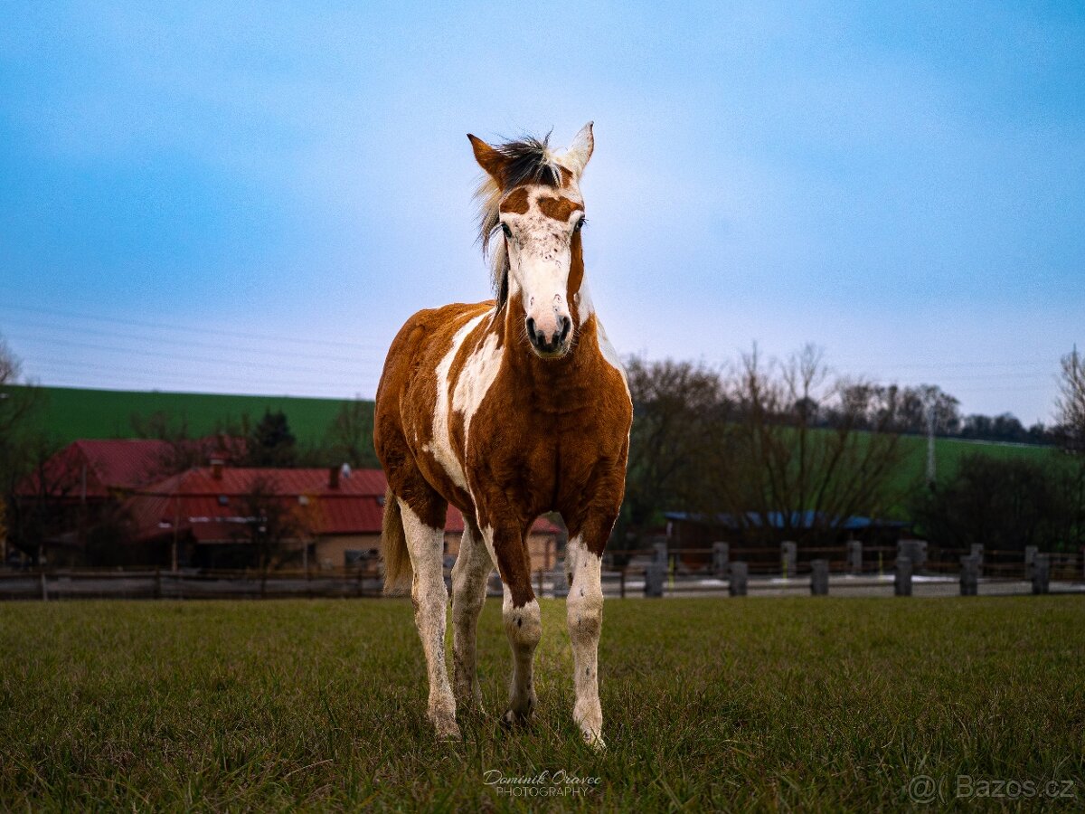 American Paint Horse - 2