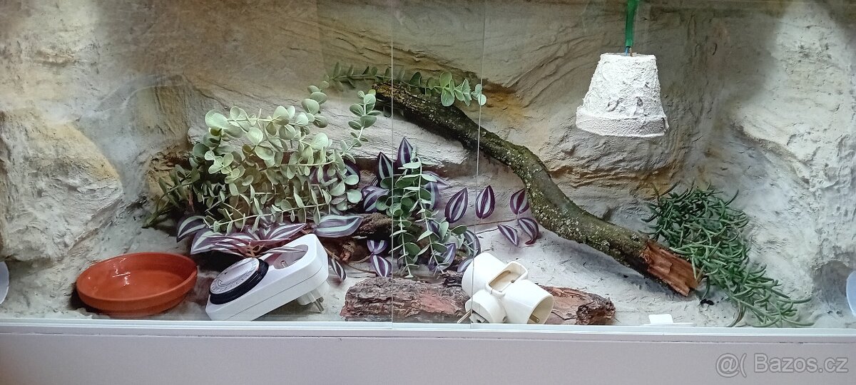Terárium - 2