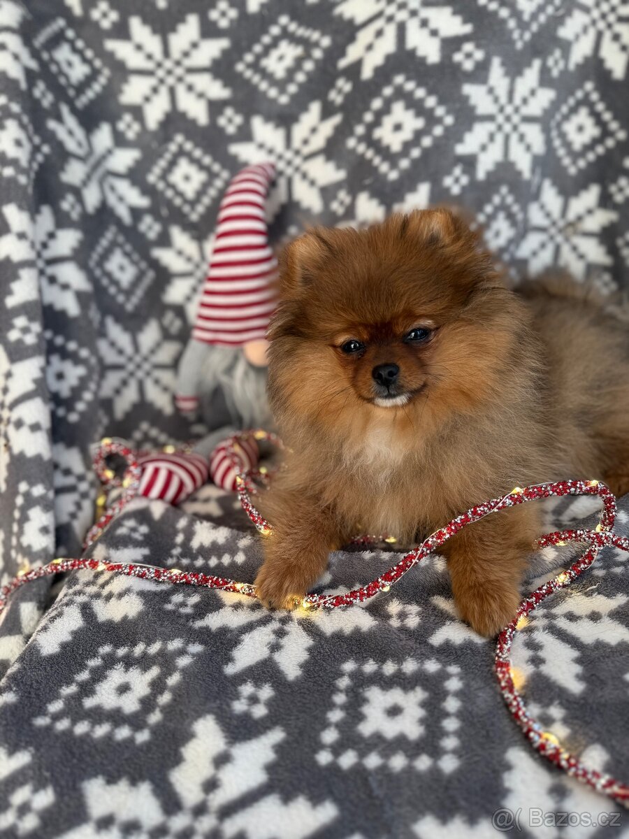 POMERANIAN S PP - 2