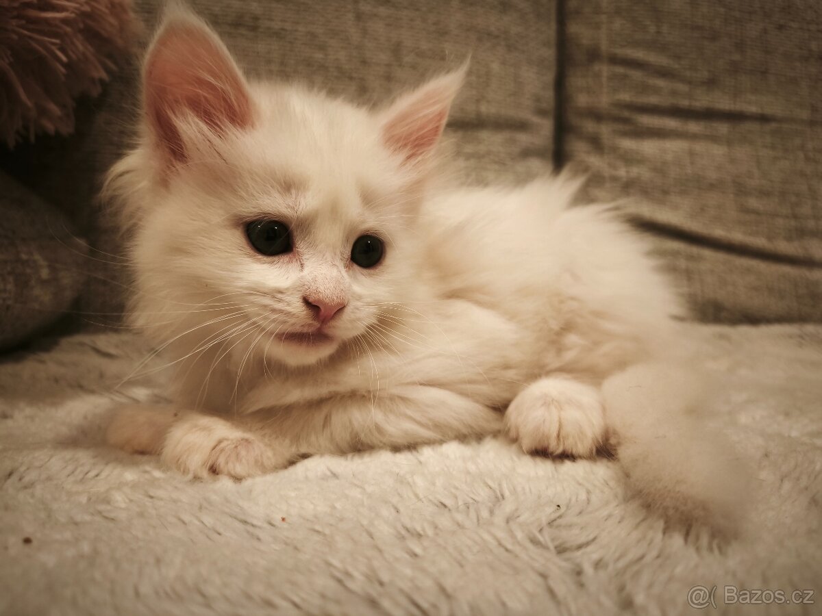 Mainská mývalí koťátka - 2