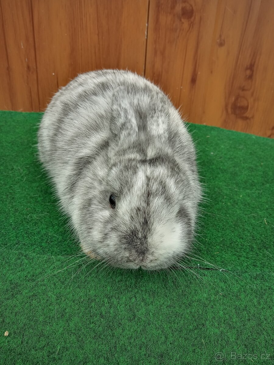 Zakrslý rhönský - 2