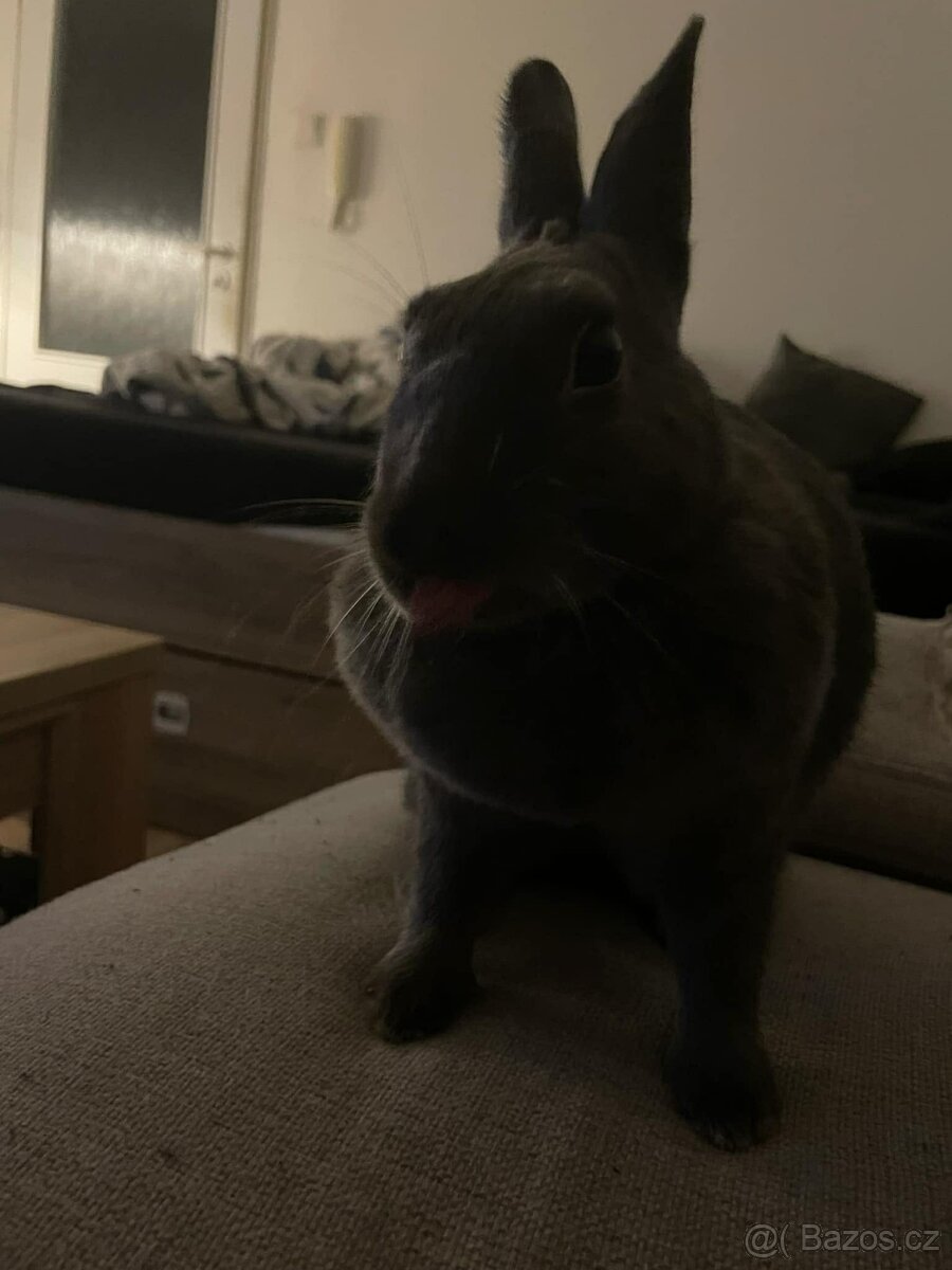 Zakrslý králíček - 2