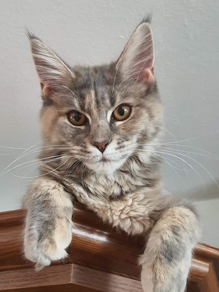 Mainská mývalí bez PP - 2