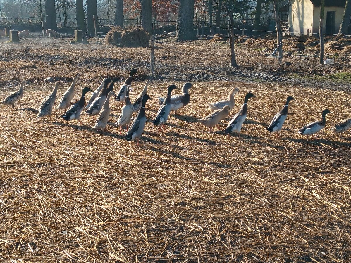 Indický běžec - 2