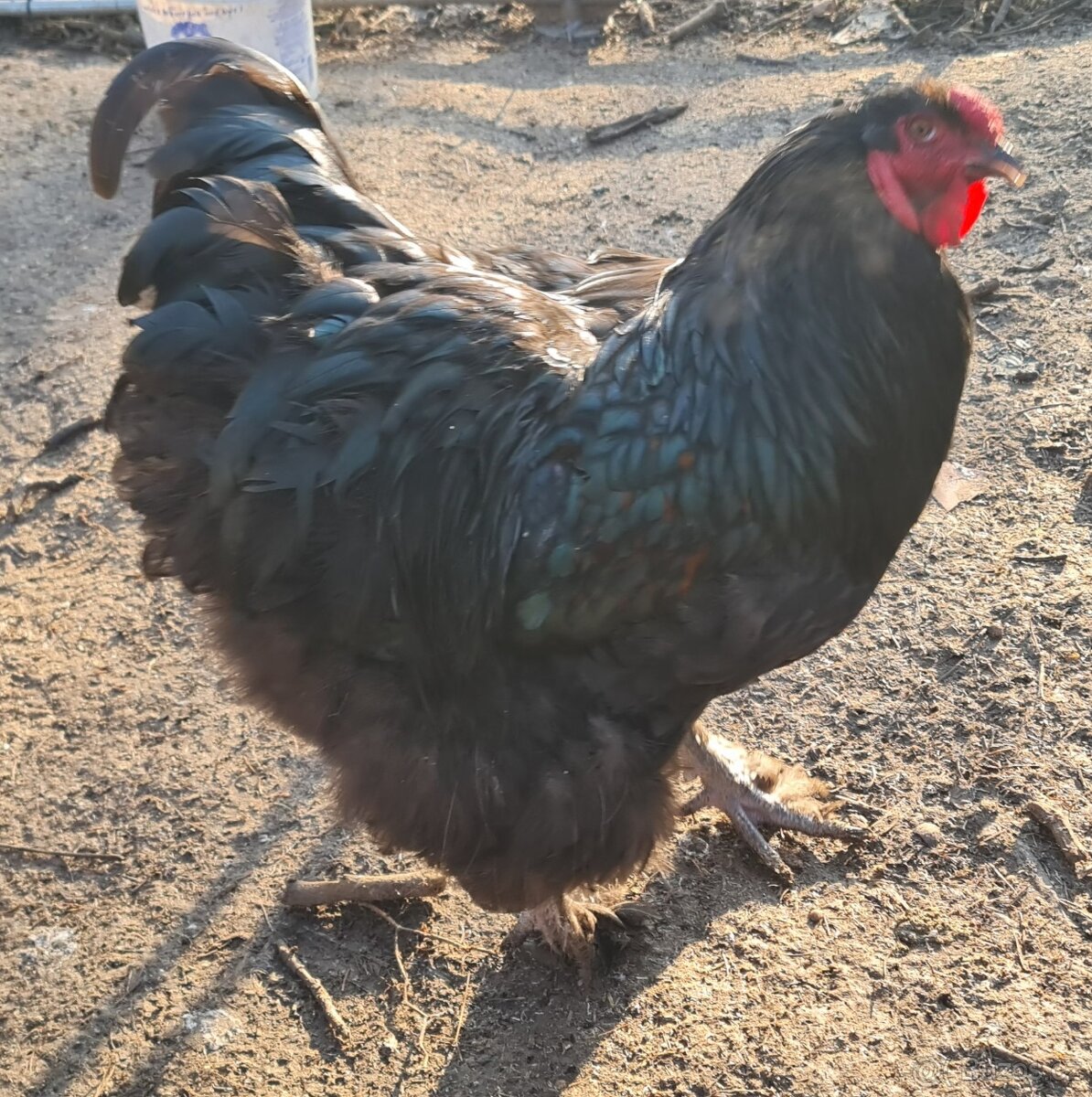 Kohouti na prodej - 2