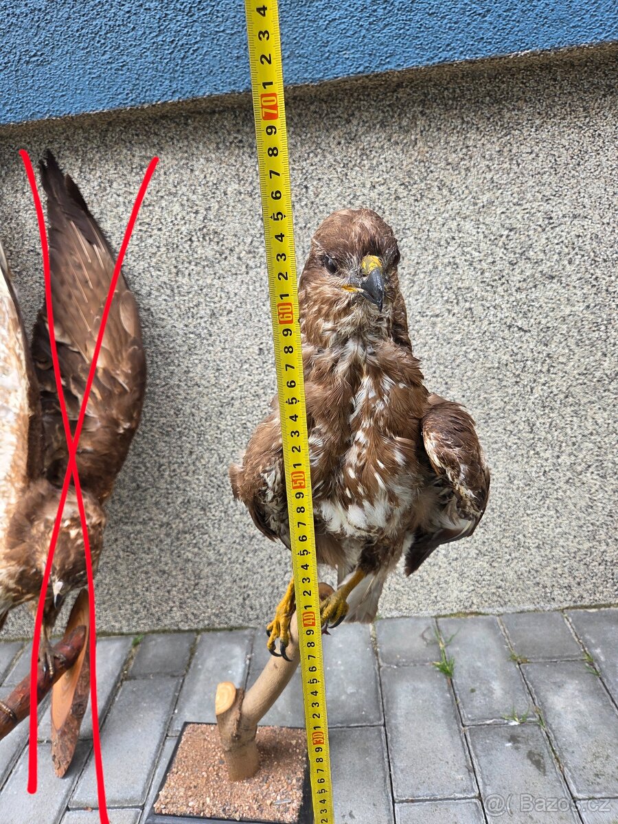 Káně lesní - trofej - 2