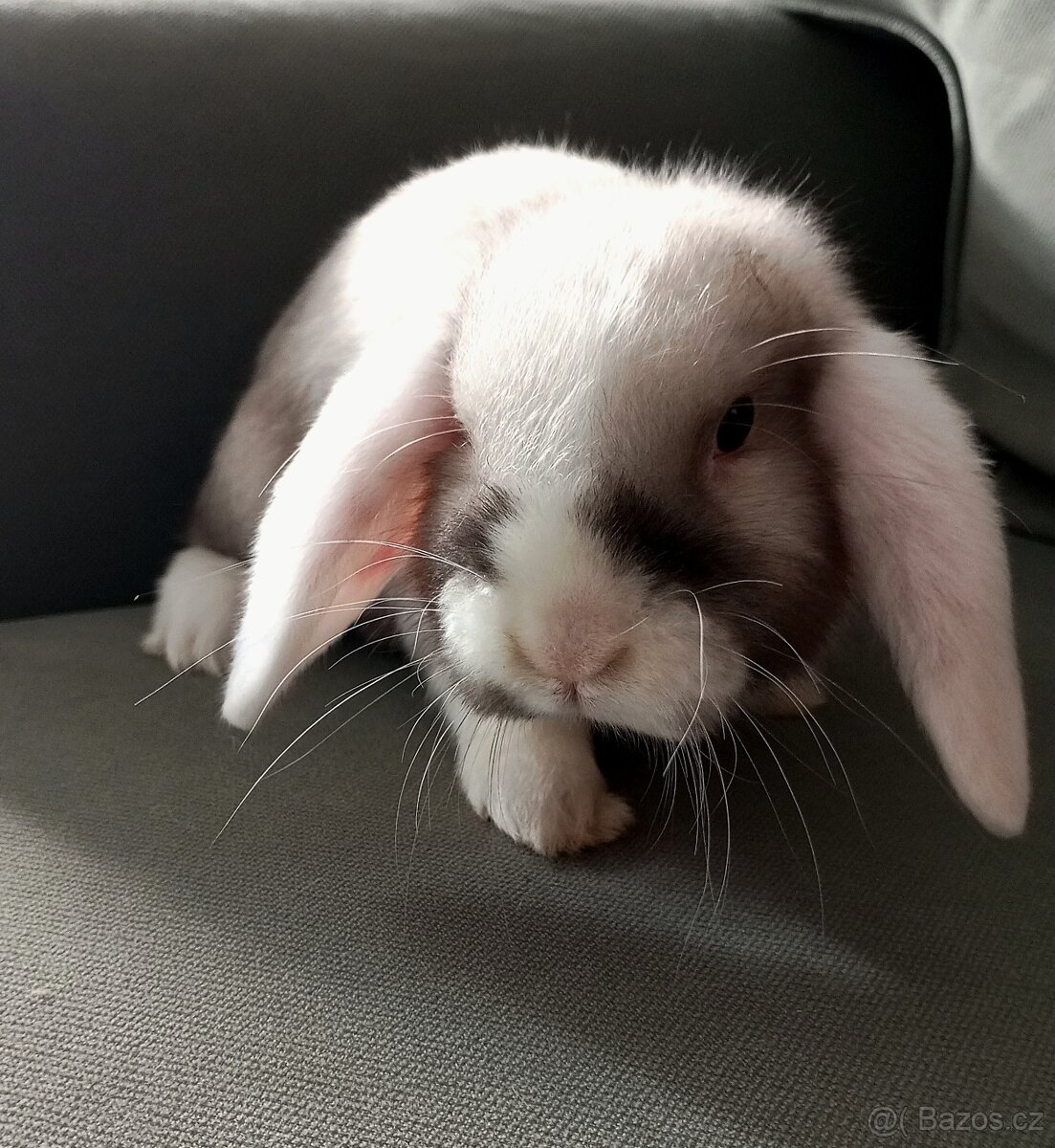 Zakrslý beránek králíček - 2