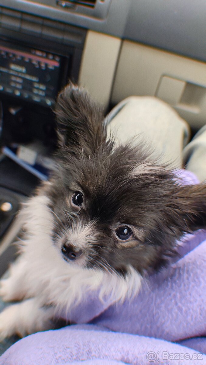 Papillon s PP - kluk - 2