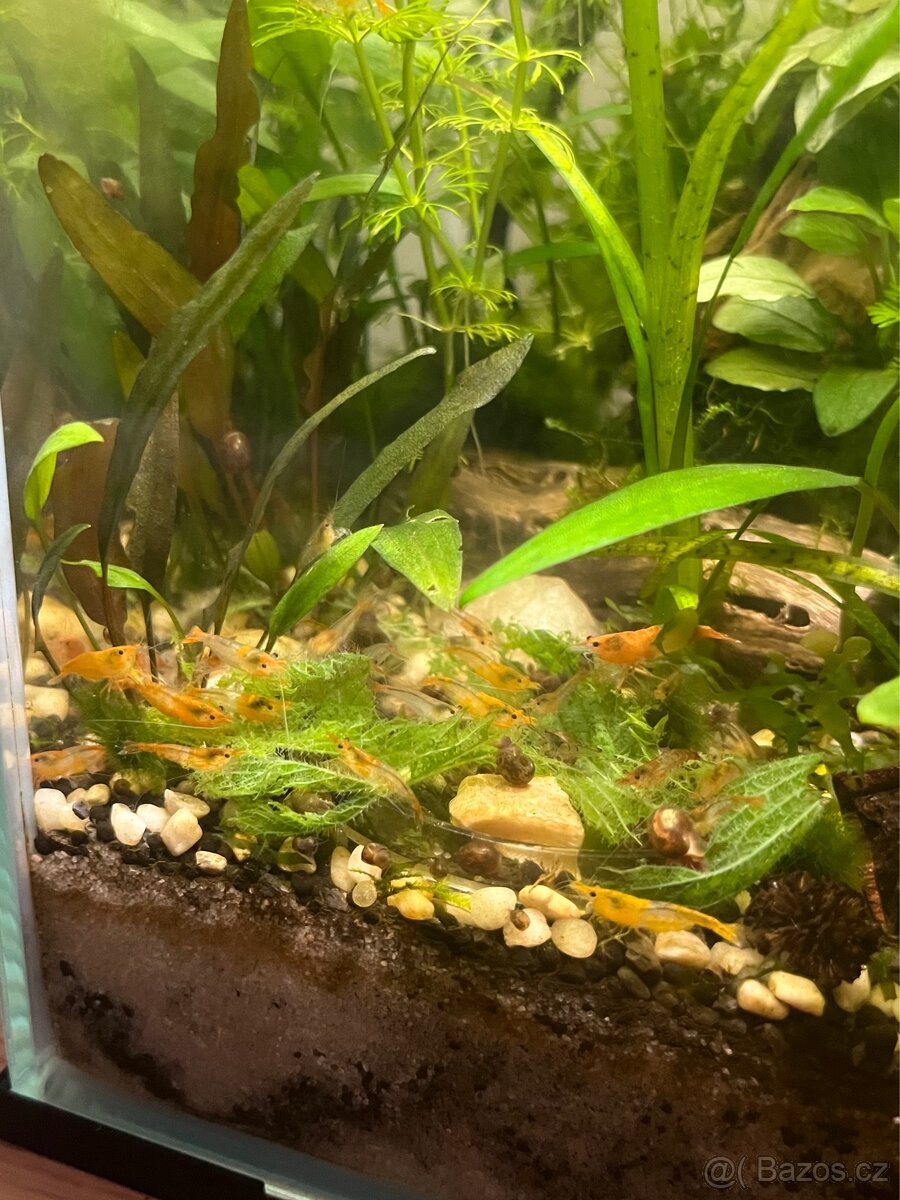 Neocaridina Orange Rili - 2