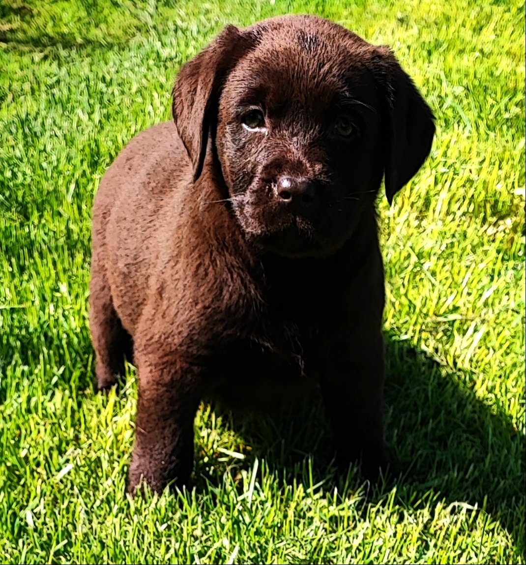 Labrador s PP, čokoládová dvě štěňátka - 2