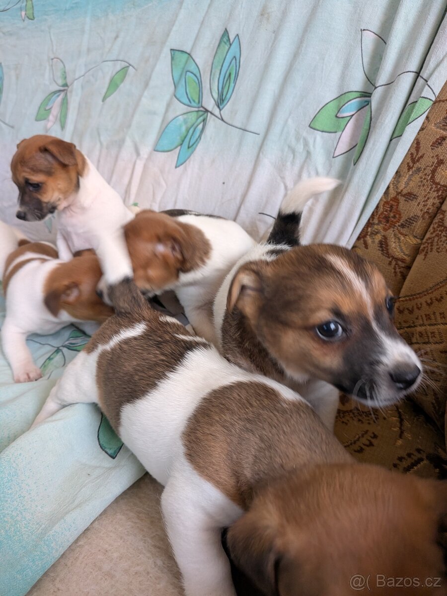 Jack Russel teriér - 2