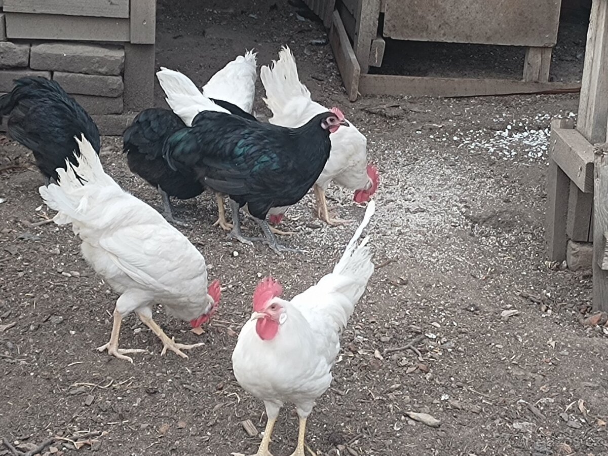 Kohouti Leghorn, Australka - 2