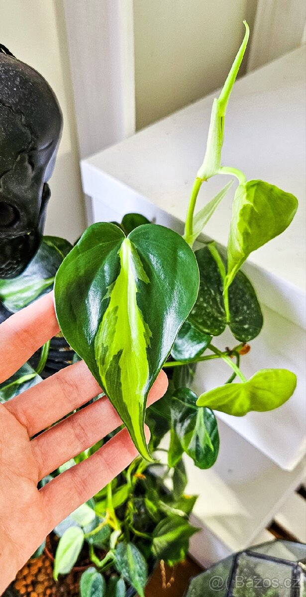 Philodendron brasil - 2