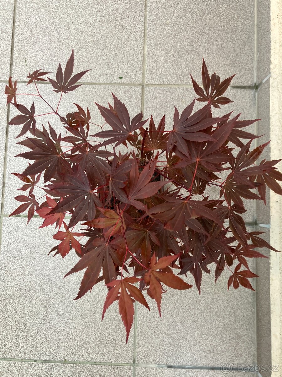 Bonsai, Bonsaj, japonský javor - 2