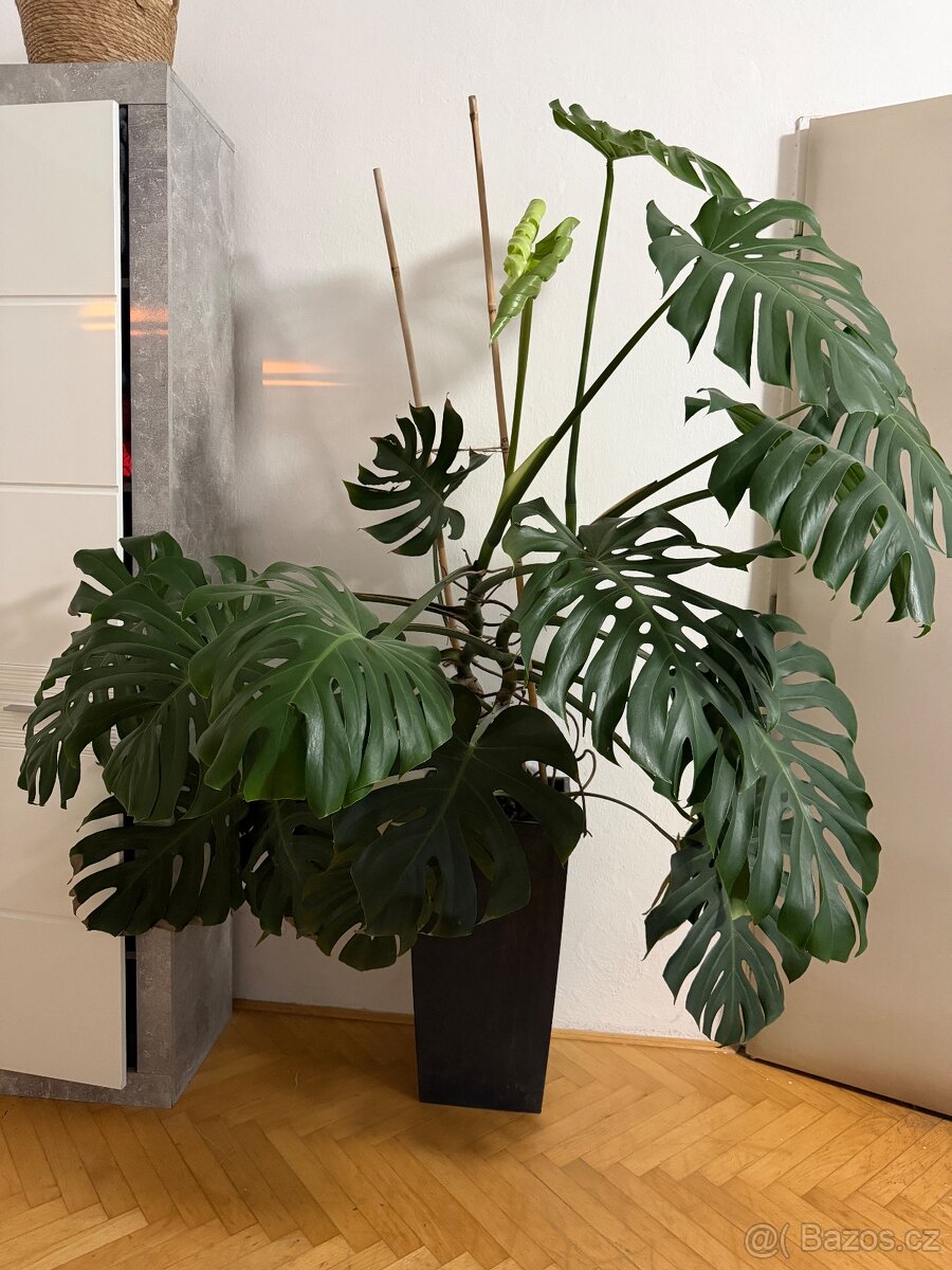 Monstera - 2