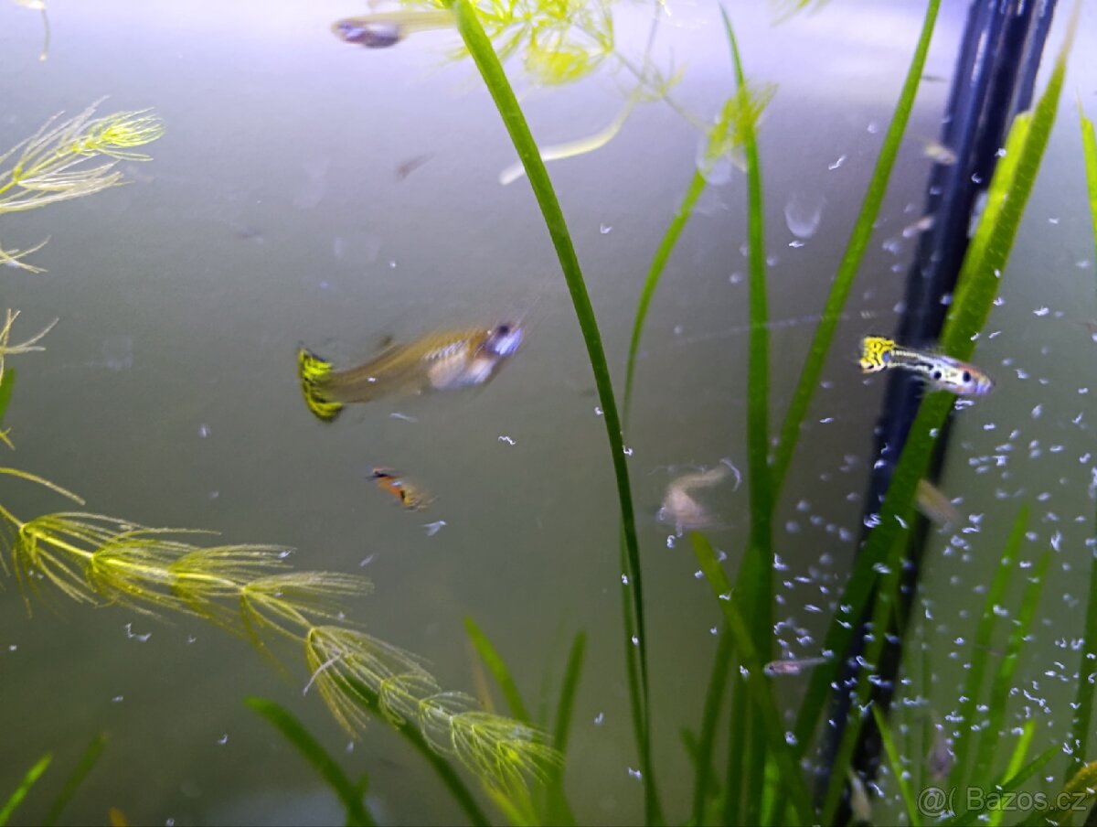 Paví očka, gupky, Poecilia reticulata
, Vsetín - 2