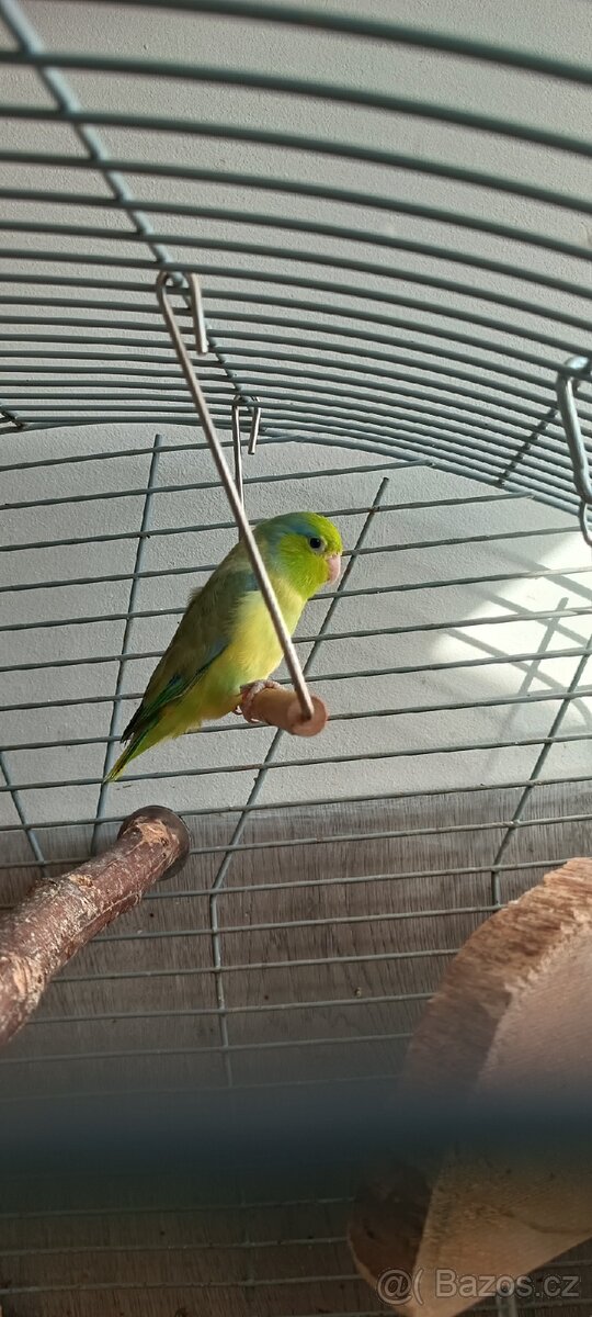 Papoušícek sedokřídlý samec - 2