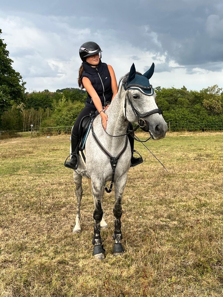 Luxusní klisna do chovu a rekreaci - 2