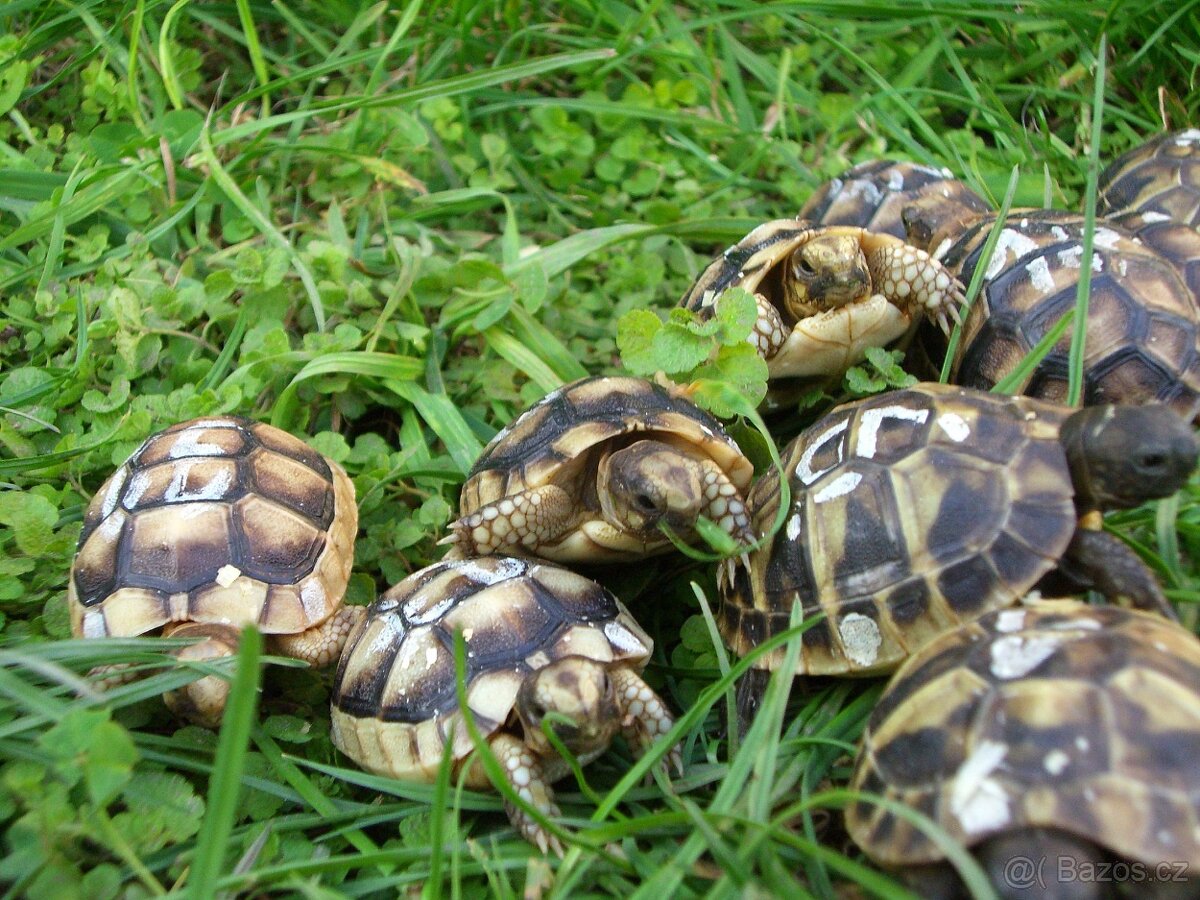 Suchozemské želvy - vlastní odchov 2025 - 2