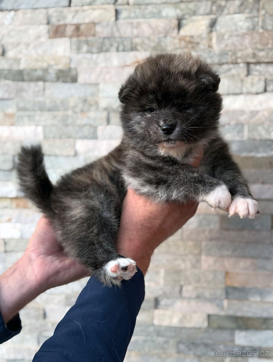 Akita Inu s průkazem původu (PP) - FCI & AKIHO - 2
