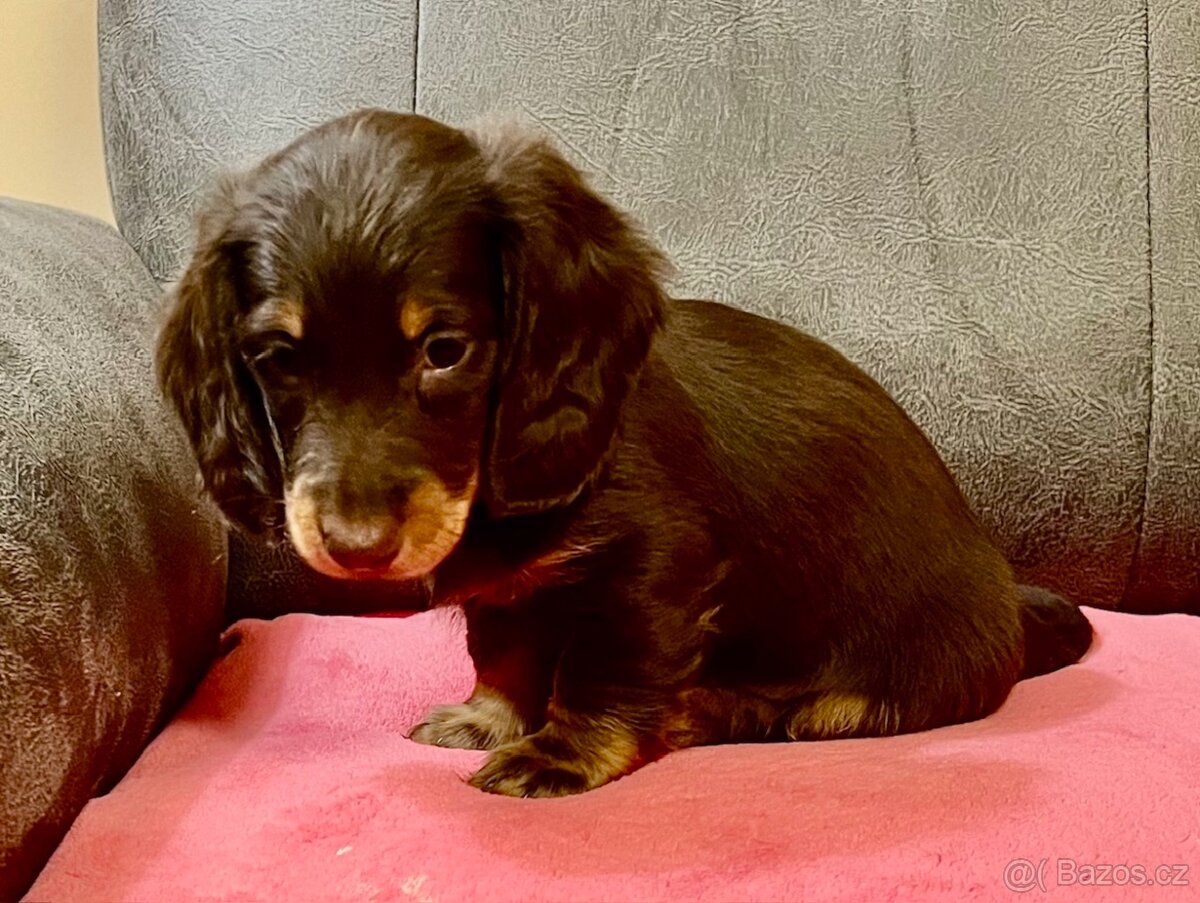 Jezevčík dlouhosrstý - 2