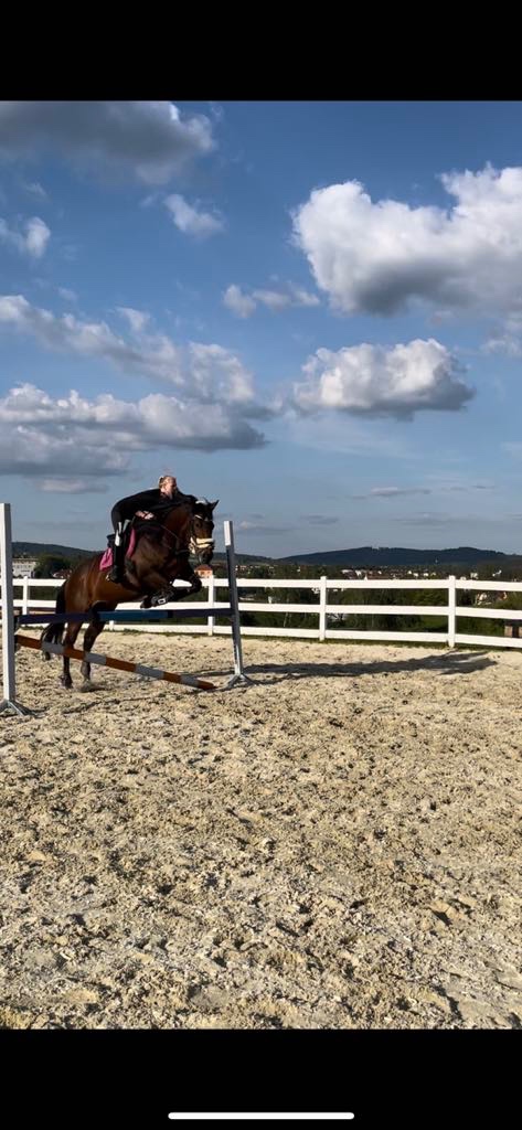 Prodám 10-ti letou klisnu teplokrevného typu - 2