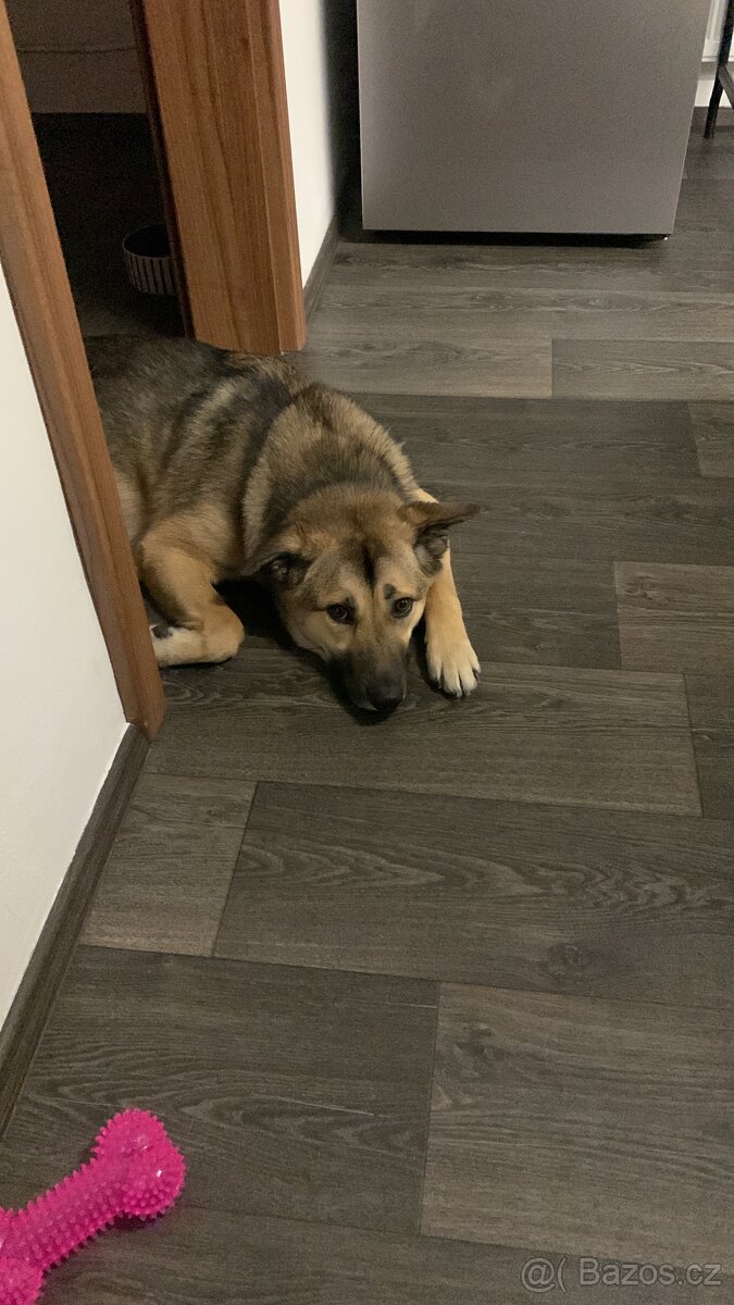 Daruji roční fenku - 2