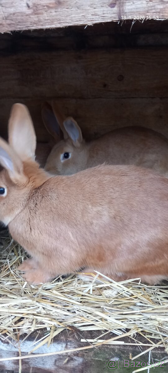 Prodám králíky - 2