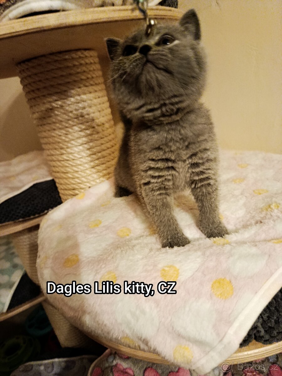 Britská modrá s PP - 2