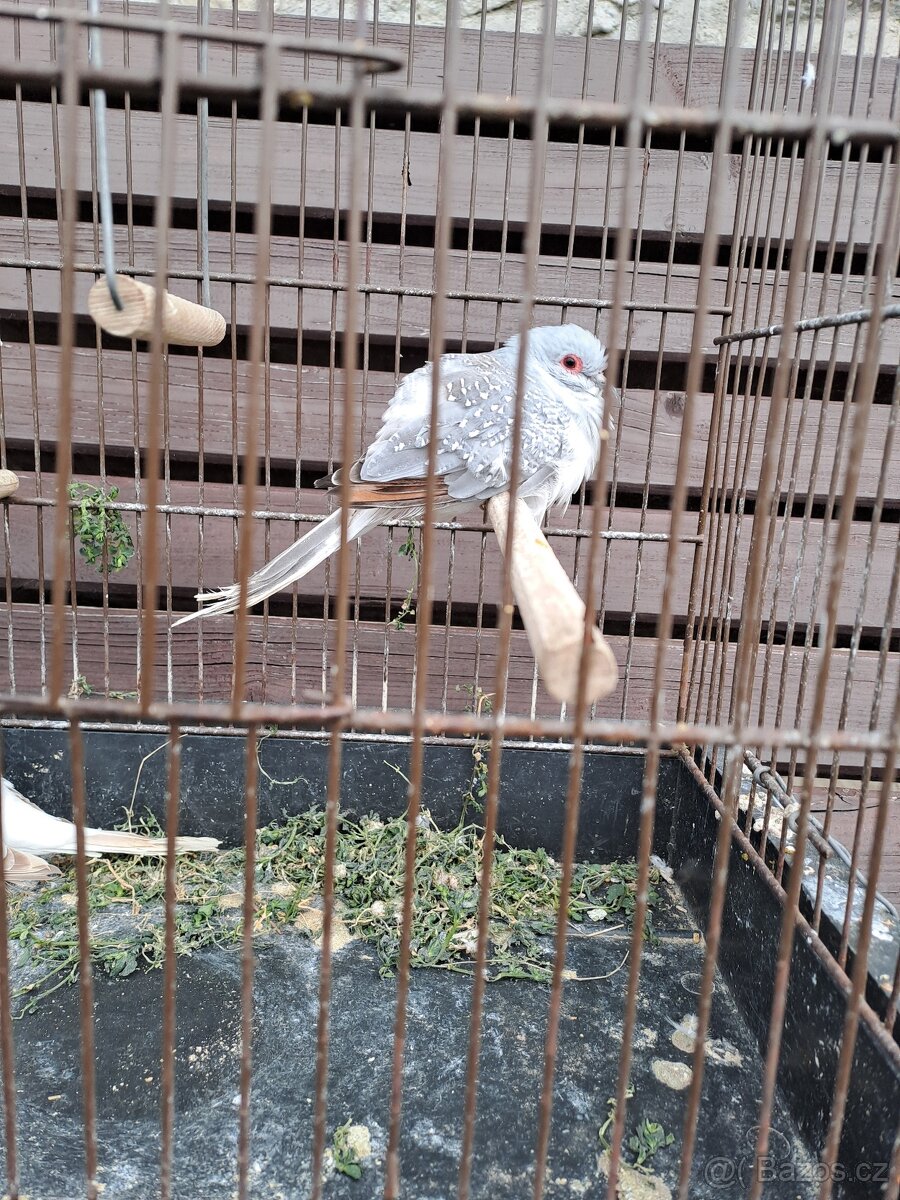 Holoubek diamantový - 2