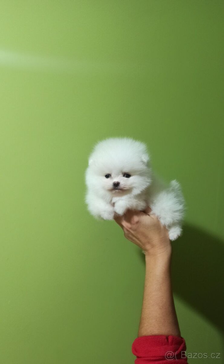Bílý pomeranian - 2
