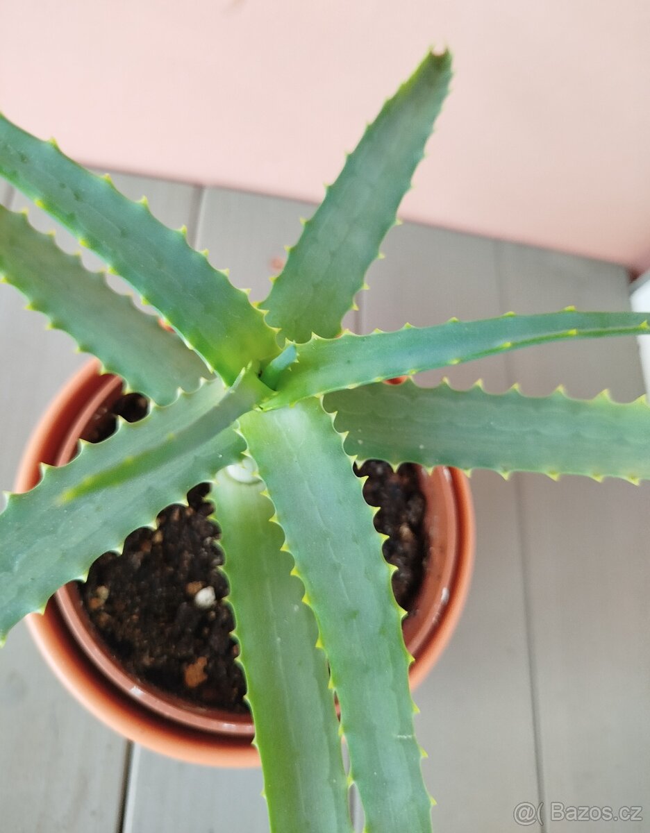ALOE STROMOVITÁ - 2