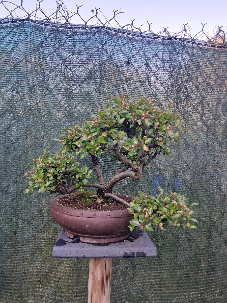 Bonsai Skalník - 2