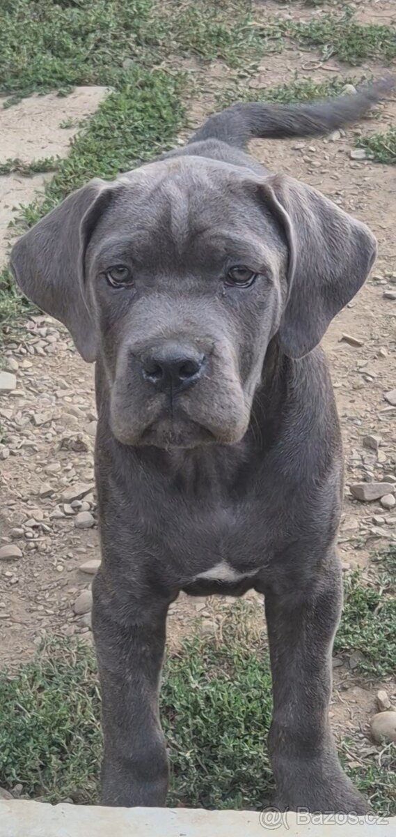 Cane corso s PP - 2