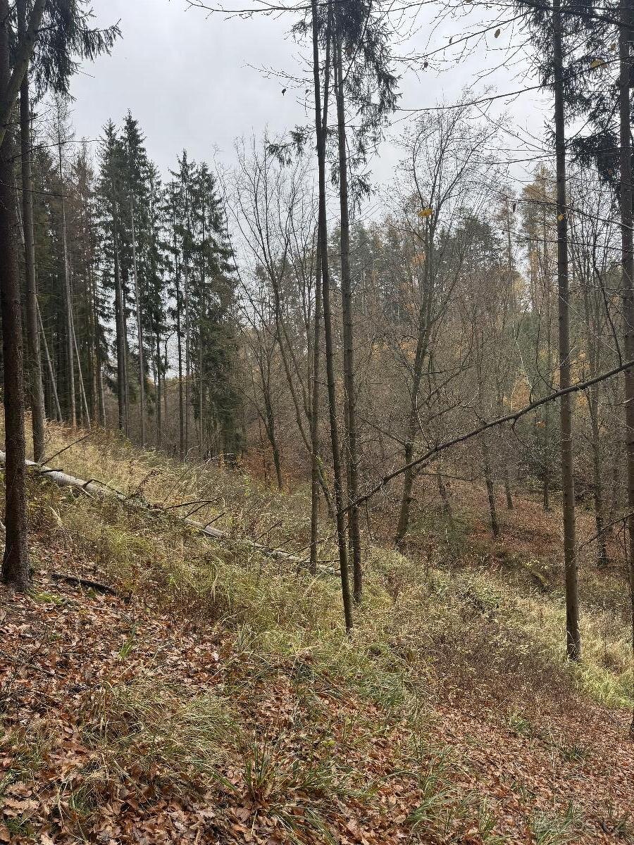 Prodám lesní pozemky v k.ú. Střemeníčko - 2